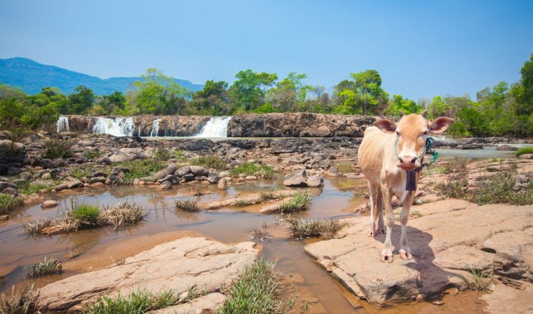 A cow stands on rocky terrain near a waterfall and muddy pools in a mountainous landscape.