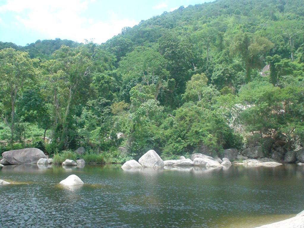 Dense jungle in the mountains of Dak Lak