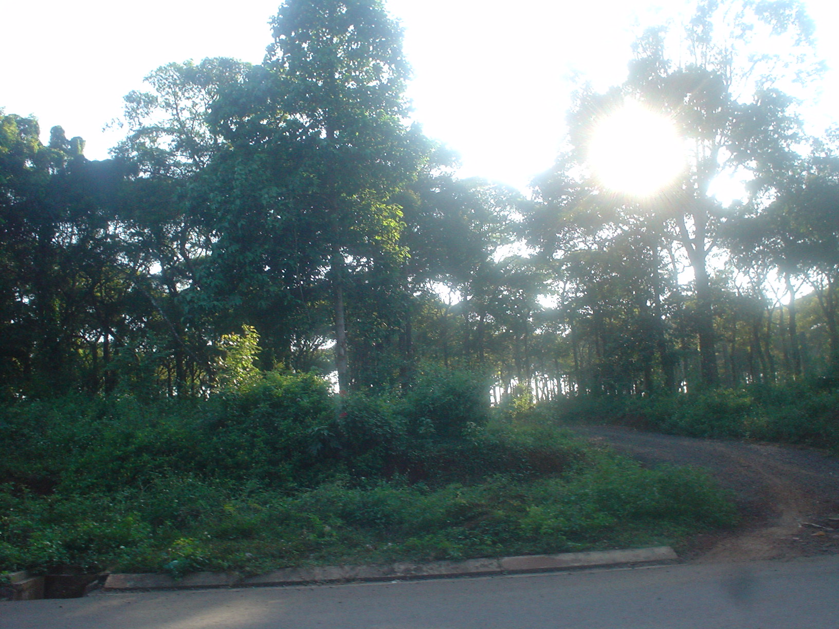 Forest near Buon Ma Thuot