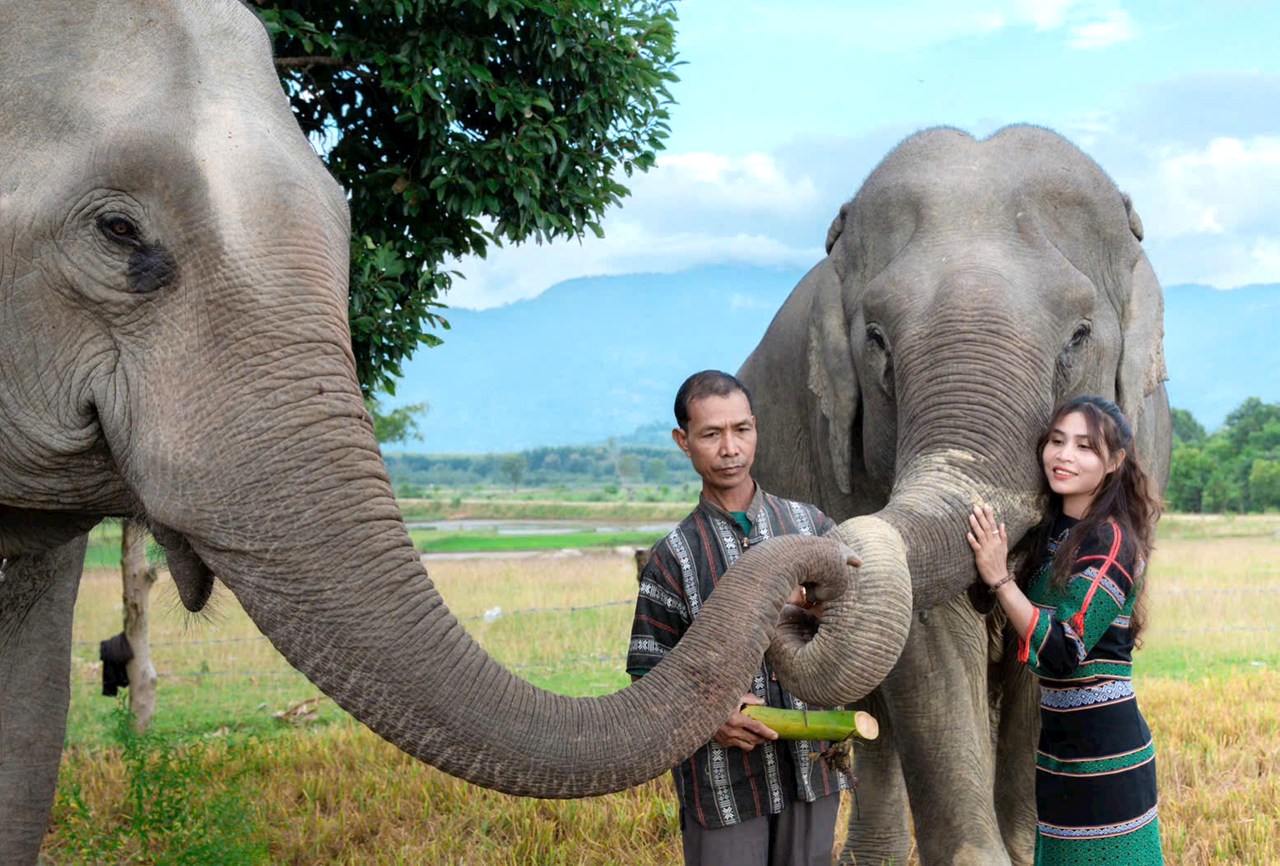 M'nong man feeding an elephant beside the fields of Lak