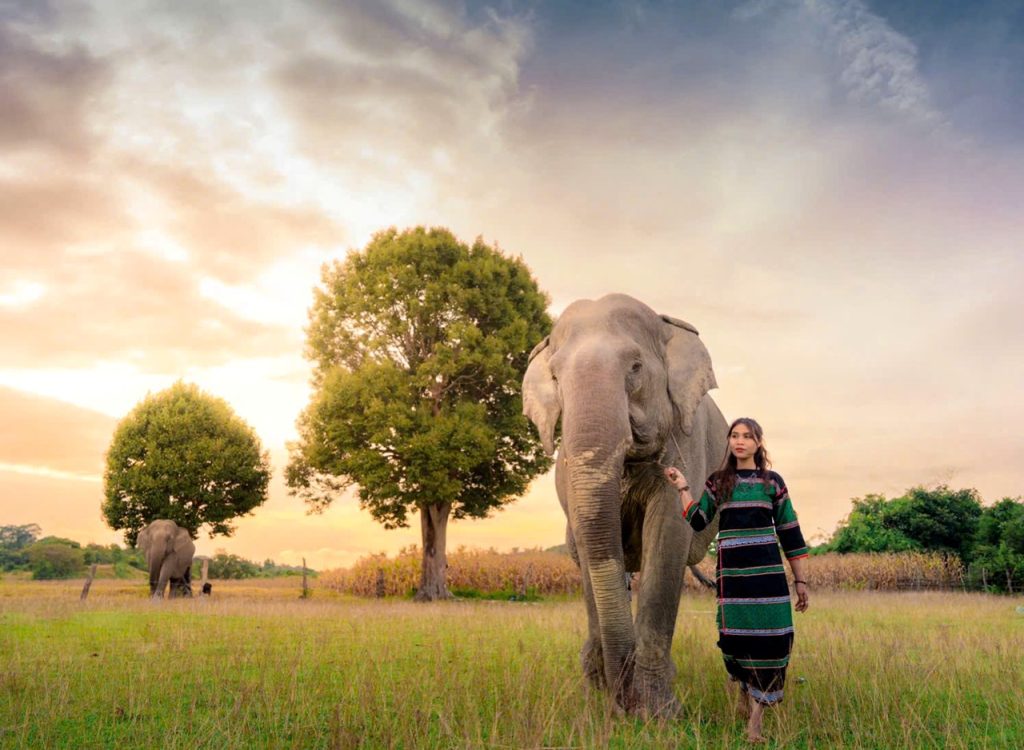 M'nong woman walking with an elephant across a meadow at sunset