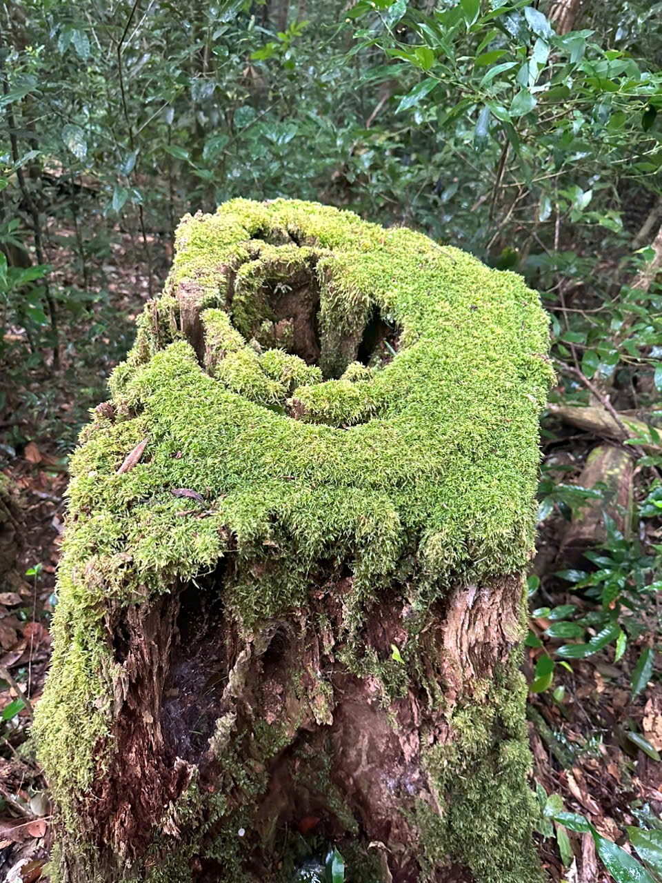 Moss-covered tree stump on the Chu Yang Lak trail