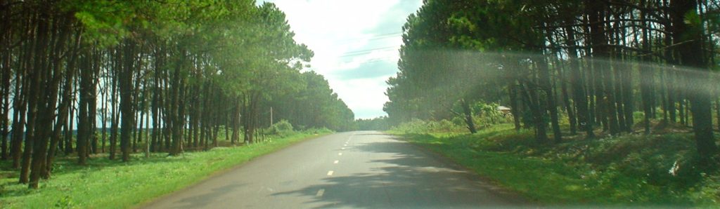 Road through pine forest in Dak Lak