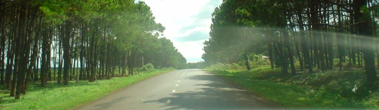 Road through pine forest in Dak Lak