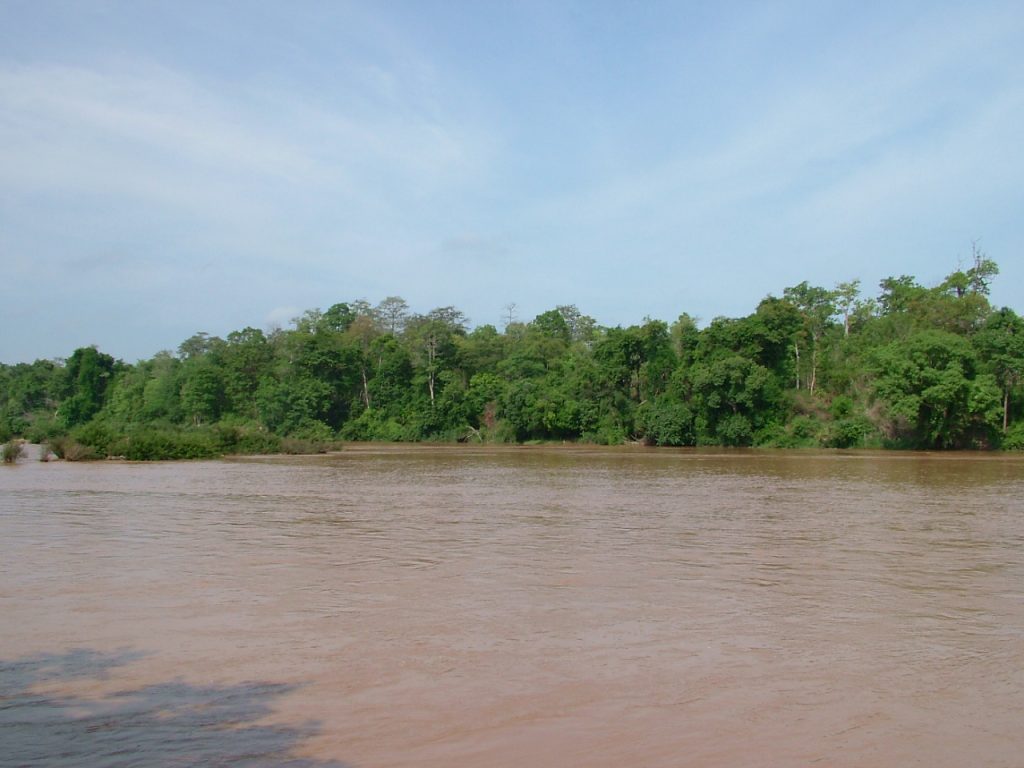 Forest along the river in Yok Don National Park